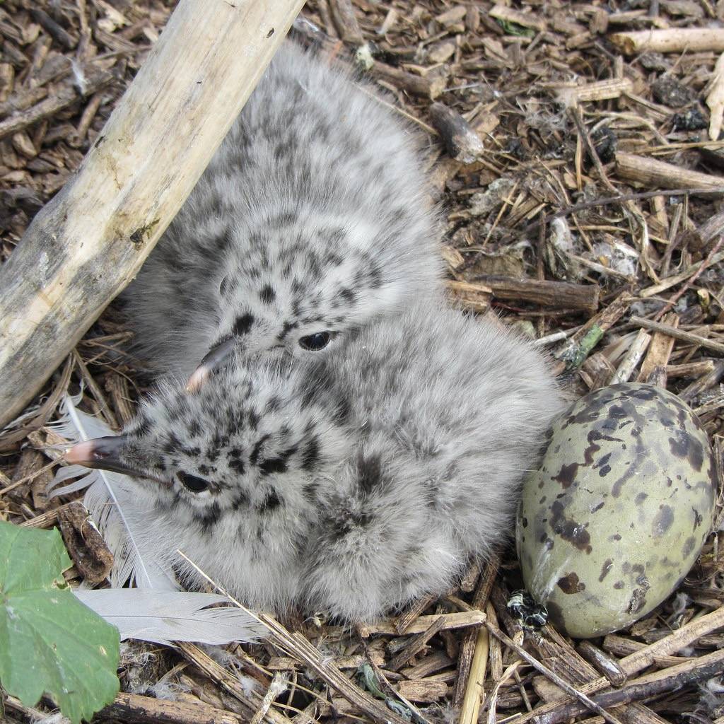 Ring-billed Gull Chicks and Egg by Jackie Jacobson/USFWS Mountain Prairie is licensed under CC BY-NC 2.0.